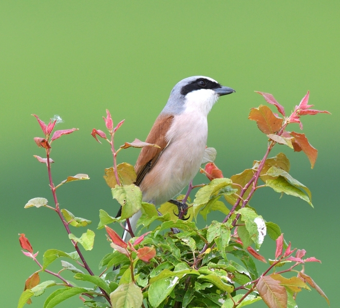 Averla piccola (Lanius collurio)